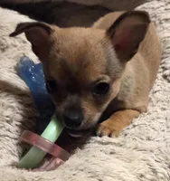 Clarity female, a female Chihuahua for sale in Winchester, VA – Photo 1 of 5