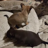 Clarity female, a female Chihuahua for sale in Winchester, VA – Photo 4 of 5