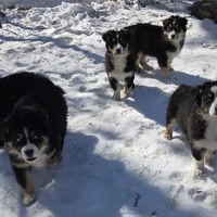 Jupiter 1, a male Australian Shepherd for sale in Winchester, VA – Photo 3 of 7