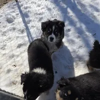 Jupiter 1, a male Australian Shepherd for sale in Winchester, VA – Photo 4 of 7