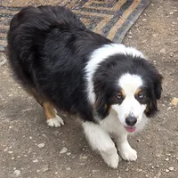Jupiter 1, a male Australian Shepherd for sale in Winchester, VA – Photo 6 of 7