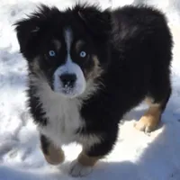 Jupiter 1, a male Australian Shepherd for sale in Winchester, VA – Photo 1 of 7