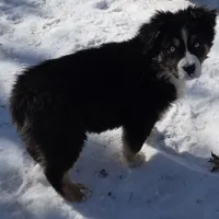 Jupiter 1, a male Australian Shepherd for sale in Winchester, VA – Photo 2 of 7