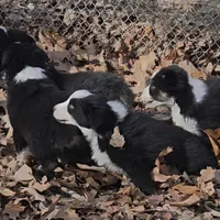 Jupiter 1, a male Australian Shepherd for sale in Winchester, VA – Photo 5 of 7