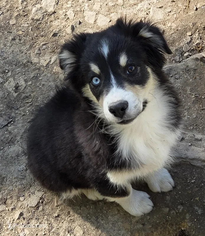 Zoe 5 – Australian Shepherd puppy for sale in Winchester, VA