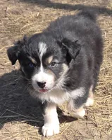Zoe 5, a male Australian Shepherd for sale in Winchester, VA – Photo 5 of 5