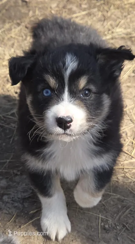 Zoe 5 – Australian Shepherd puppy for sale in Winchester, VA