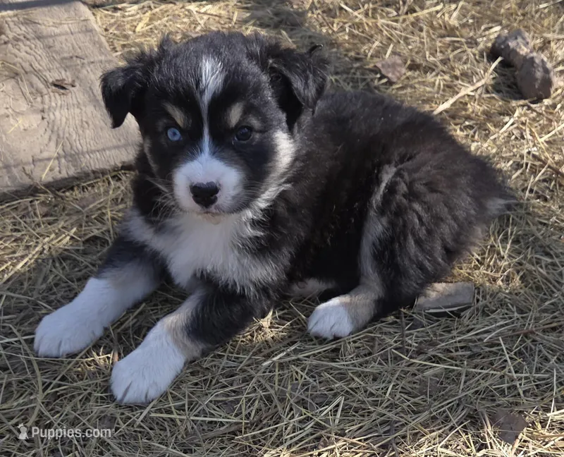 Zoe 5 – Australian Shepherd puppy for sale in Winchester, VA
