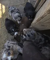 Zoe 5, a male Australian Shepherd for sale in Winchester, VA – Photo 3 of 5