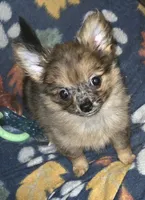 Mimi 1, a male Chihuahua for sale in Winchester, VA – 1 of 4
