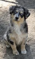 Zoe 1, a male Australian Shepherd for sale in Winchester, VA – 3 of 10