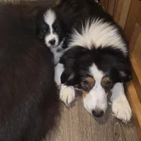 Mila 6, a male Australian Shepherd for sale in Winchester, VA – Photo 3 of 5