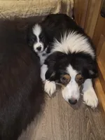 Mila 6, a male Australian Shepherd for sale in Winchester, VA – Photo 3 of 5