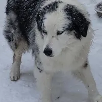 Mila 6, a male Australian Shepherd for sale in Winchester, VA – Photo 5 of 5