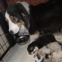 Mila 6, a male Australian Shepherd for sale in Winchester, VA – Photo 4 of 5