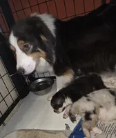 Mila 6, a male Australian Shepherd for sale in Winchester, VA – Photo 4 of 5