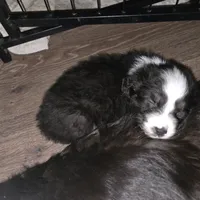 Mila 6, a male Australian Shepherd for sale in Winchester, VA – Photo 2 of 5