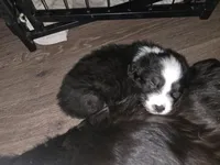 Mila 6, a male Australian Shepherd for sale in Winchester, VA – Photo 2 of 5