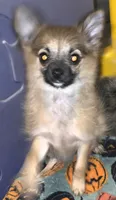 Spoof 2, a female Chihuahua for sale in Cross Junction, VA – 2 of 7