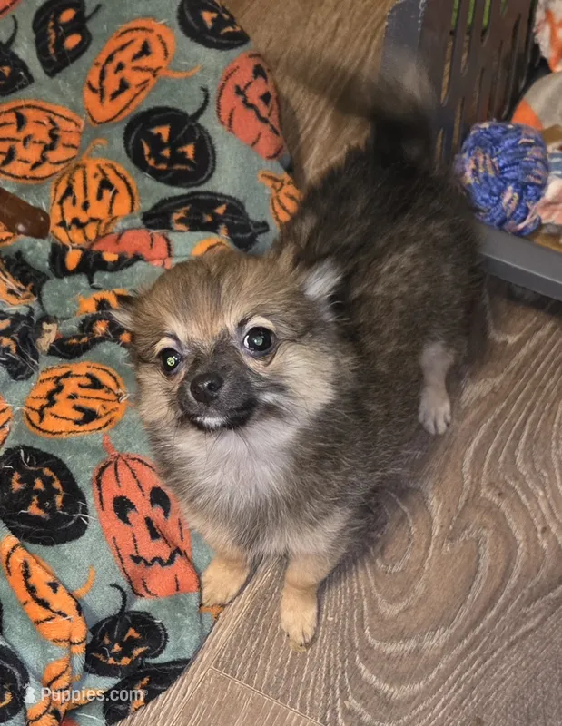 Mimi 2 – Chihuahua, Pomeranian puppy for sale in Winchester, VA