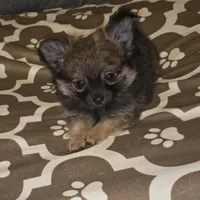 Brew 2, a female Chihuahua and Pomeranian for sale in Winchester, VA – Photo 1 of 5
