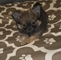 Brew 2, a female Chihuahua and Pomeranian for sale in Winchester, VA – Photo 1 of 5