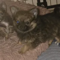 Brew 2, a female Chihuahua and Pomeranian for sale in Winchester, VA – Photo 2 of 5