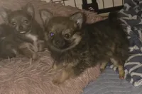 Brew 2, a female Chihuahua and Pomeranian for sale in Winchester, VA – Photo 2 of 5