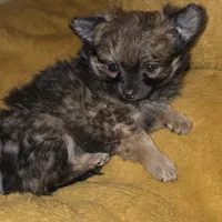 Brew 2, a female Chihuahua and Pomeranian for sale in Winchester, VA – Photo 3 of 5