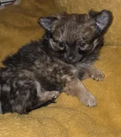 Brew 2, a female Chihuahua and Pomeranian for sale in Winchester, VA – Photo 3 of 5