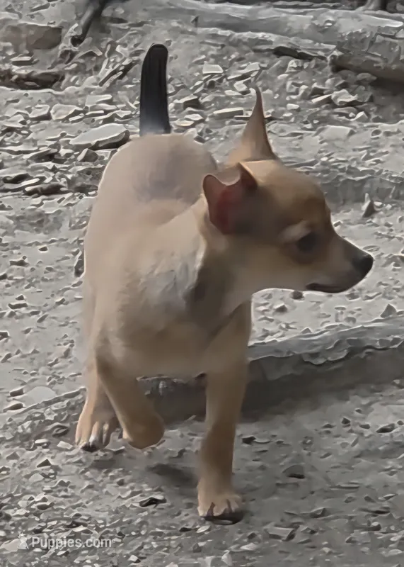 Clarity female – Chihuahua puppy for sale in Winchester, VA