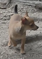 Clarity female, a female Chihuahua for sale in Winchester, VA – 1 of 10