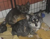 Fancy 1, a male Chihuahua and Pomeranian for sale in Winchester, VA – 2 of 2
