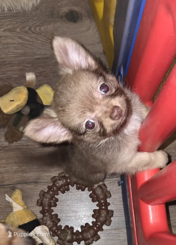Mimi 3 – Chihuahua, Pomeranian puppy for sale in Winchester, VA