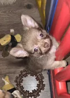 Mimi 3, a female Chihuahua and Pomeranian for sale in Winchester, VA – 1 of 4