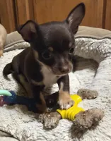 Clarity male, a male Chihuahua for sale in Winchester, VA – Photo 2 of 4