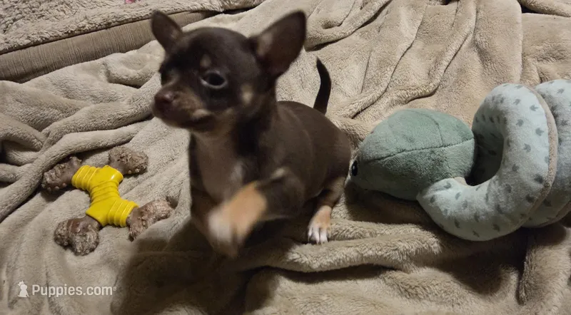 Clarity male – Chihuahua puppy for sale in Winchester, VA