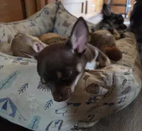 Clarity male, a male Chihuahua for sale in Winchester, VA – Photo 4 of 4