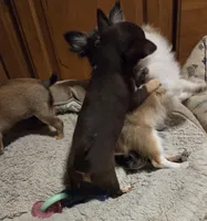 Clarity male, a male Chihuahua for sale in Winchester, VA – Photo 3 of 4