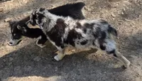 Zoe 1, a male Australian Shepherd for sale in Winchester, VA – 4 of 10