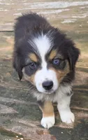 Mila 4, a female Australian Shepherd for sale in Winchester, VA – 1 of 4