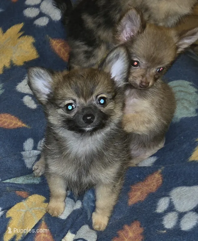 Mimi 2 – Chihuahua, Pomeranian puppy for sale in Winchester, VA