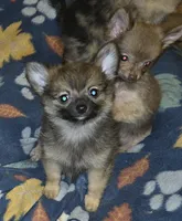 Mimi 2, a male Chihuahua and Pomeranian for sale in Winchester, VA – 2 of 4