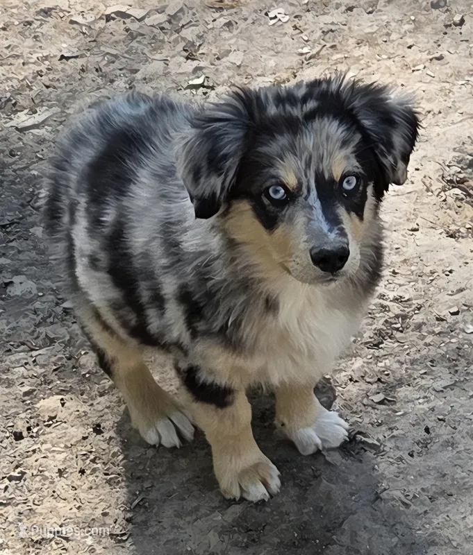 Zoe 1 – Australian Shepherd puppy for sale in Winchester, VA