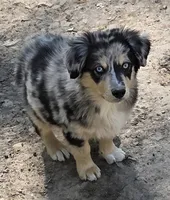 Zoe 1, a male Australian Shepherd for sale in Winchester, VA – 2 of 10