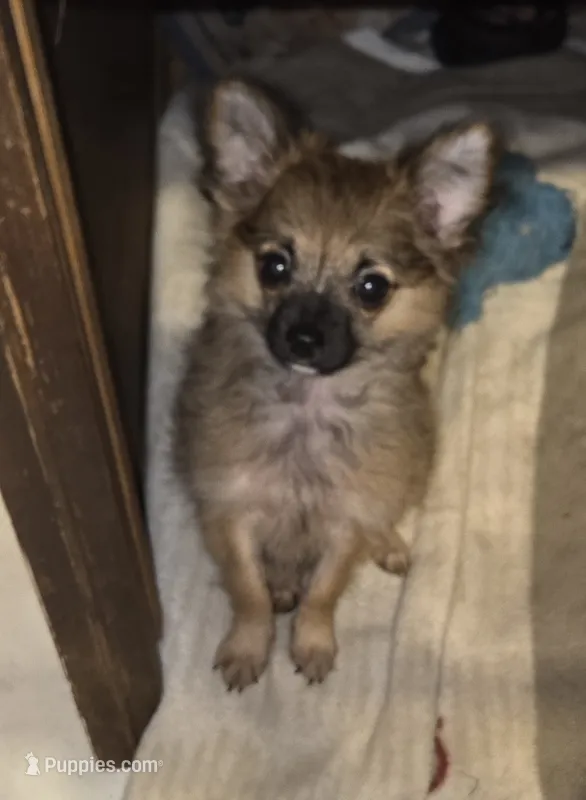 Spoof 2 – Chihuahua puppy for sale in Winchester, VA