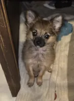 Spoof 2, a female Chihuahua for sale in Winchester, VA – 1 of 4