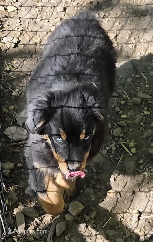 Zoe 4 – Australian Shepherd puppy for sale in Winchester, VA