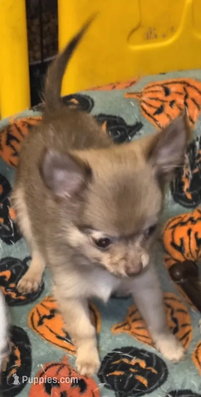 Mimi 3 – Chihuahua, Pomeranian puppy for sale in Winchester, VA