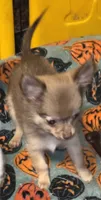 Mimi 3, a female Chihuahua and Pomeranian for sale in Cross Junction, VA – 1 of 8